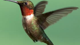 A male ruby-throated hummingbird in flight.
