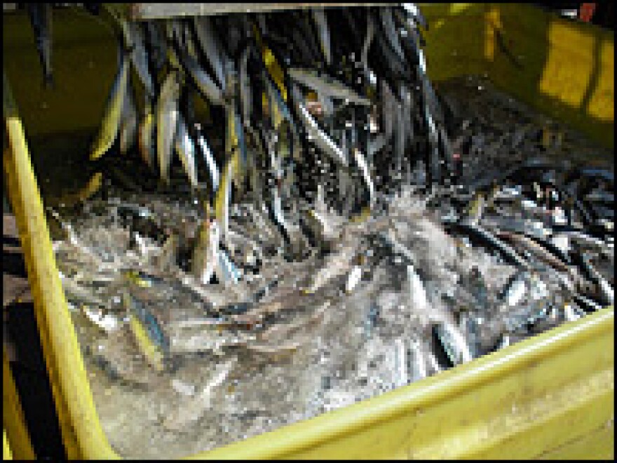 Sardines are loaded into containers at a dock in Moss Landing, just north of Monterey, Calif. Each fish weighs about four ounces; this load totaled about 40 tons.