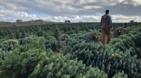 Casey Grogan walks through some recently cut noble fir Christmas trees at his farm near Silverton, Ore. This year he plans to harvest 60,000 trees off his property.
