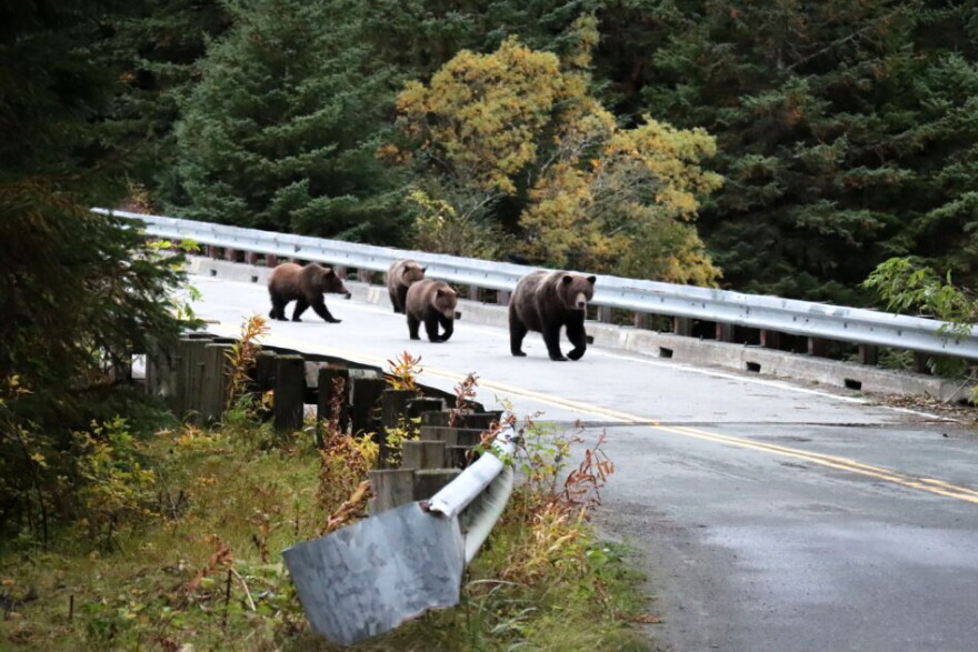 A sow and cubs cross a bridge over the Chilkoot River near Haines in early October.