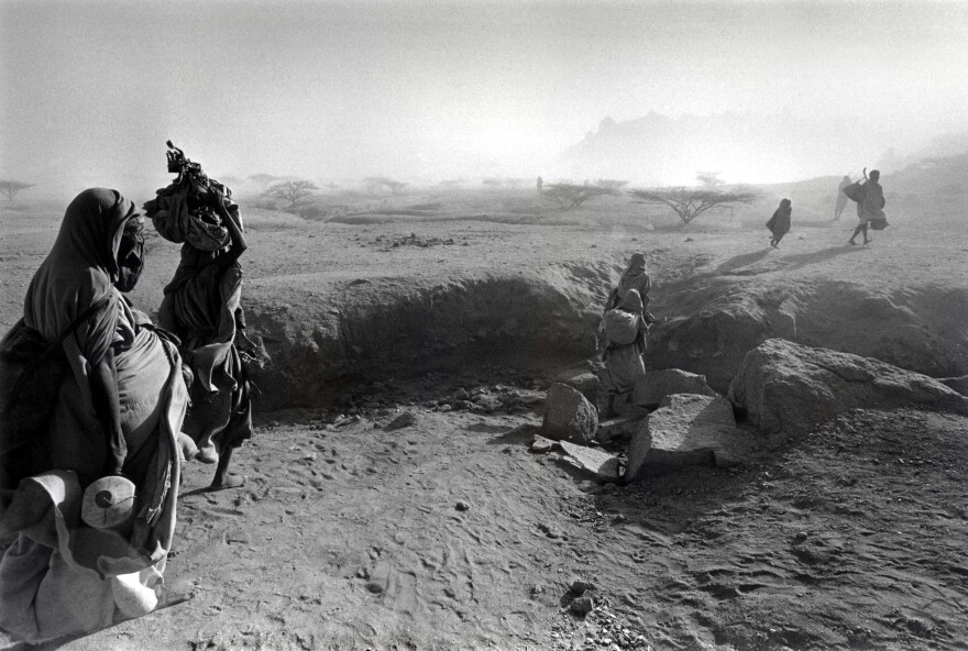 During the severe famine of 1984-85, Eritrean and Ethiopian refugees in eastern Sudan depended on the sparse flat-top acacias for fuel and shade.