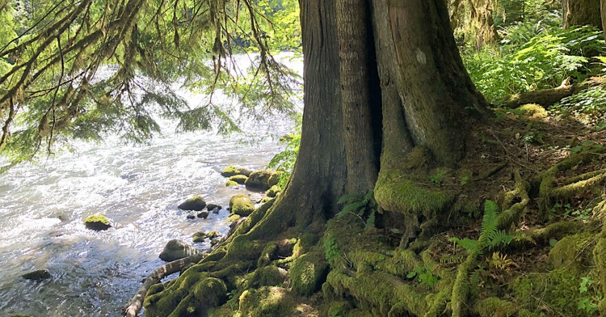 This Western red cedar is doing what it should.