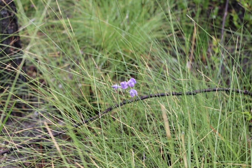 This Florida skullcap is very small. 