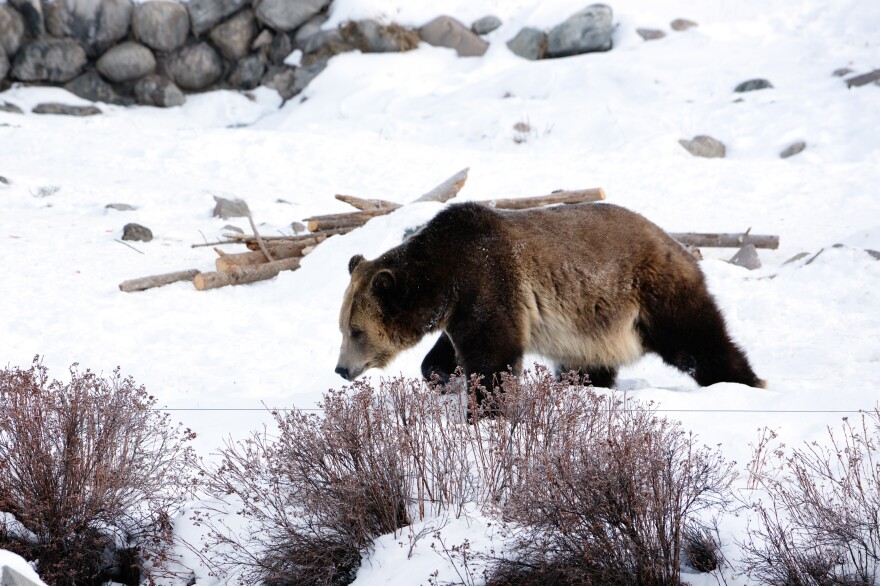 A grizzly at the Grizzly and Wolf Discovery Center in West Yellowstone. Today, there are an estimated 1,400 to 1,700 grizzly bears in the contiguous U.S.