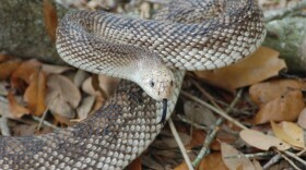 Florida Pine Snake