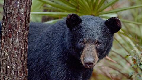 Tala is a main character in the feature film, "The Paper Bear."