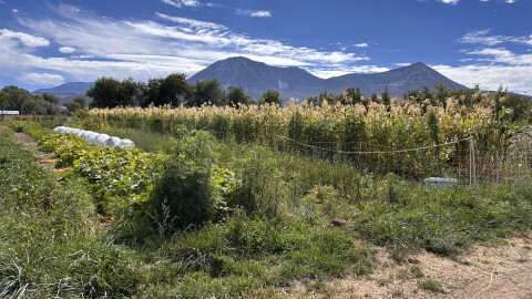 High Desert Seeds + Gardens farm in Paonia, Colorado.