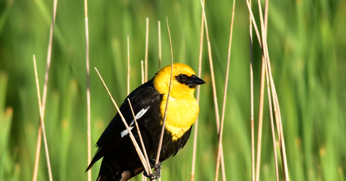 Seeing yellow-headed blackbirds in North Dakota