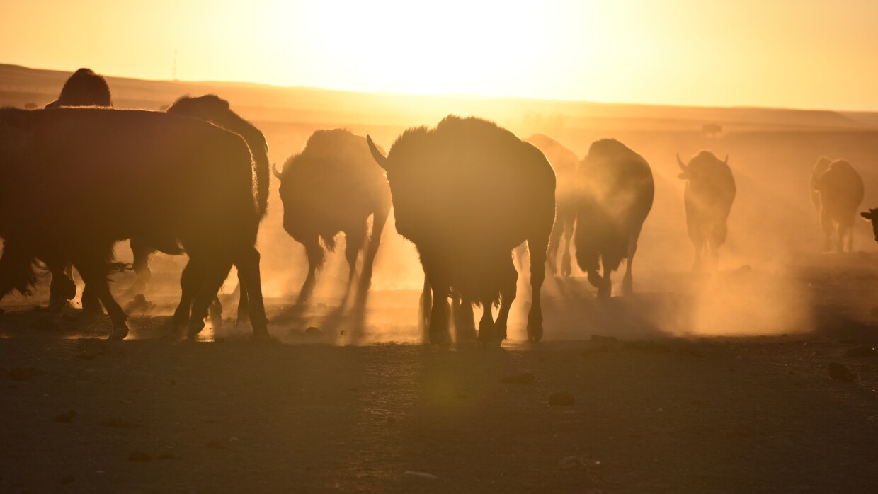 FILE - Bison awaiting transfer to Native American tribes walk in a herd inside a corral at Badlands National Park, on Oct. 13, 2022, near Wall, S.D. U.S. Interior Secretary Deb Haaland on Friday is expected to announce a secretarial order that's meant to help more tribes establish bison herds, along with $25 million in federal spending for such efforts.