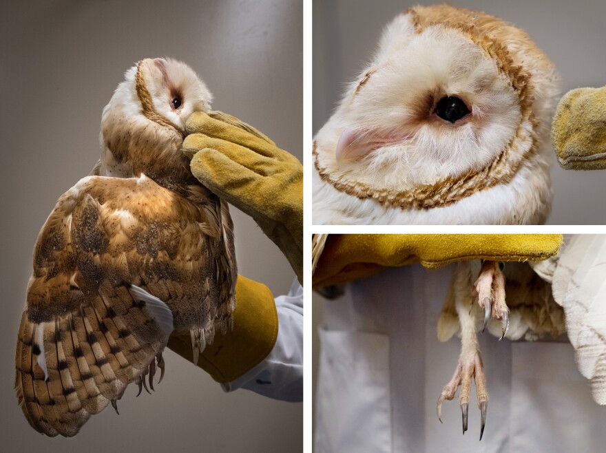 One reason Mysore studies owls is that they must turn their heads to look at something (left), which makes it easy to tell what they're paying attention to. Owls also have acute hearing (top right) — their ears capture sound at the edge of their concave faces. Their keen sight and hearing allow them to zero in on small prey using sharp talons (bottom right).