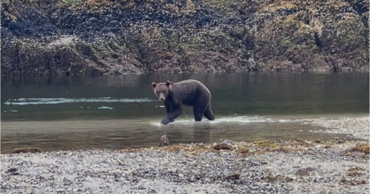 Sitka brown bear drowned in July during state-run research project