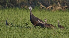 A wild turkey hen with poults walk through the grass. 