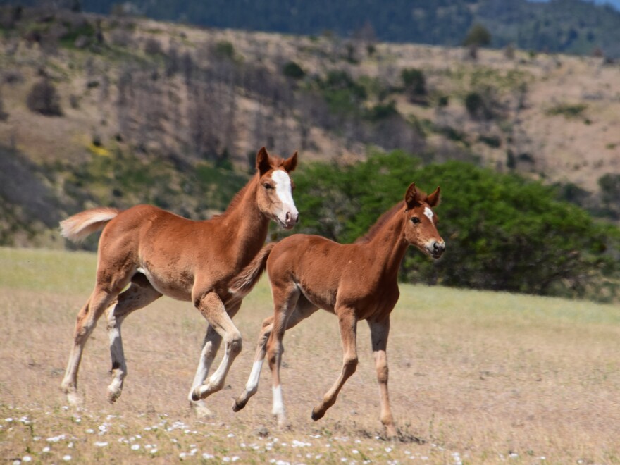 Rio and Ivy, offspring from rewilded mares, on the open range near the Soda Mountain Wilderness area, straddling the Oregon and California border, in May 2021.