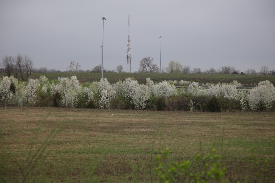 white flowered trees line a roadway and grass field