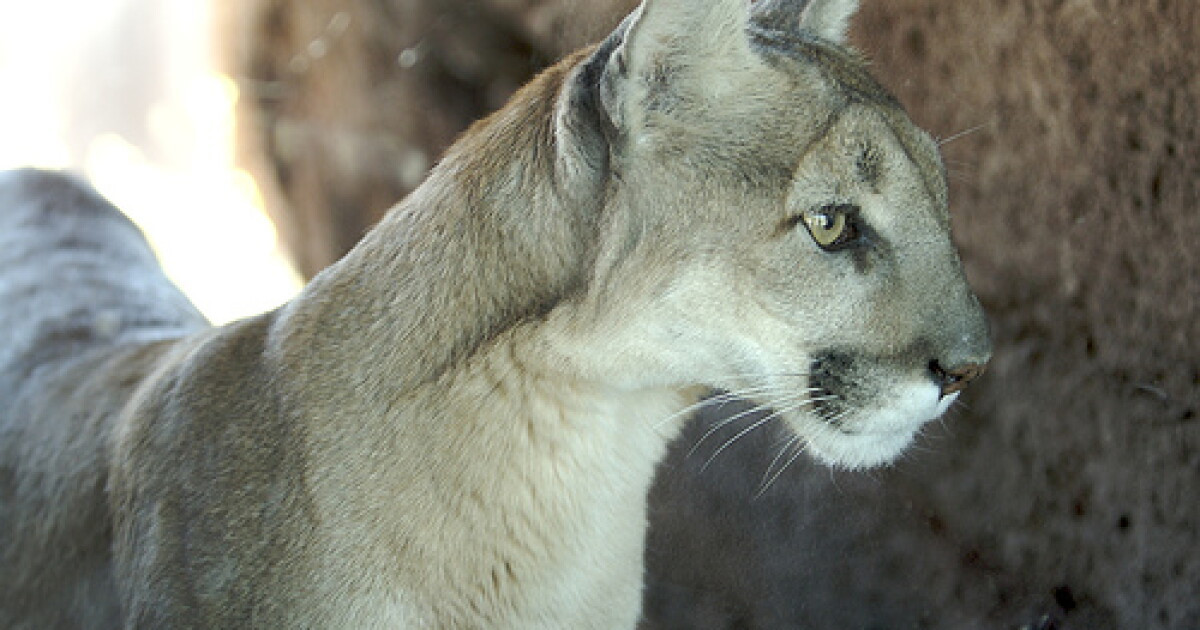 Mountain Lion Attack In Colorado Part Of A Regional Trend | Boise State Public Radio