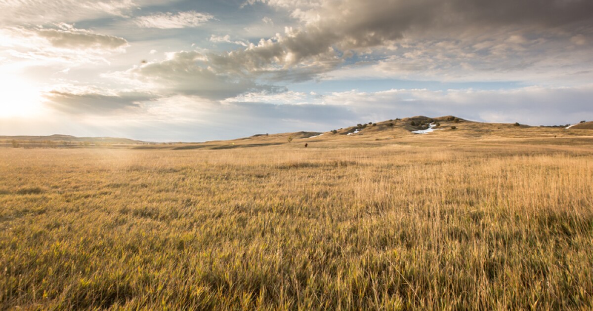 The Grasslands Are Growing Again In The Great Plains Wyoming Public Media