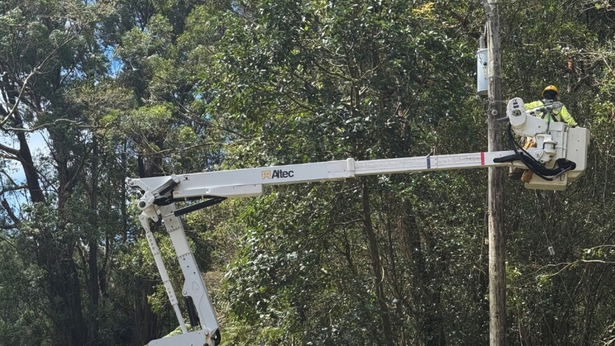 A Hawaiian Electric crew member works on a utility pole at Old Mamalahoa Highway in Honokaʻa, Hawaiʻi Island on Aug. 25, 2026.