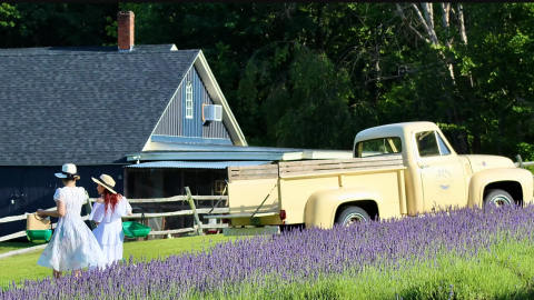 Pumpkin Blossom Farm's U-Pick Lavender season comes to a close this weekend.