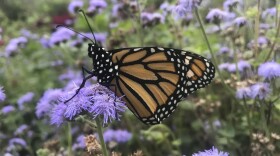 Monarch Tag