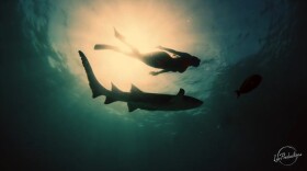 A shark swimming in the water