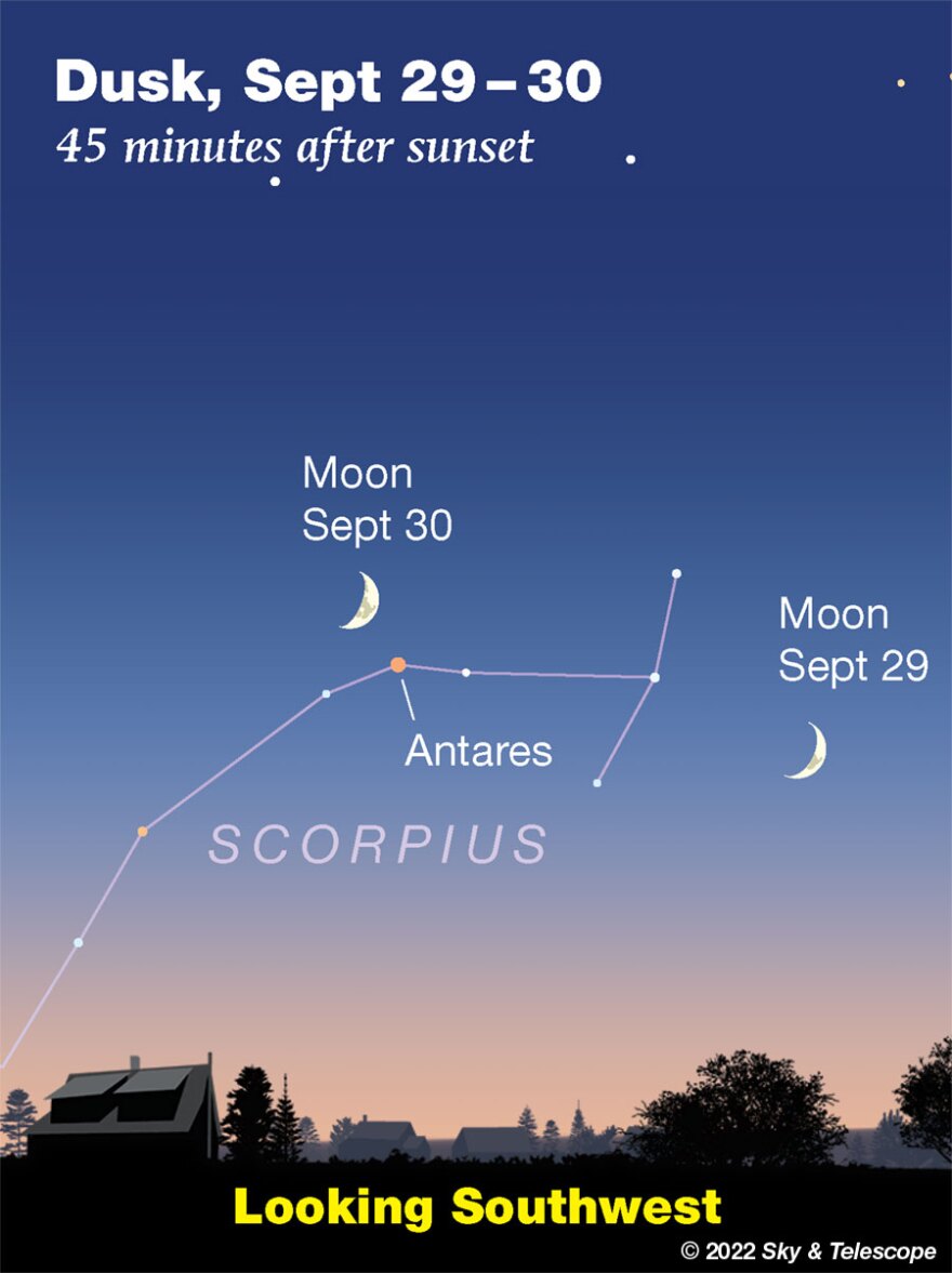 Look for the waxing crescent Moon approaching Scorpio on Thursday, and then sweeping past the star Antares at the heart of the Scorpion on Friday, September 30. Image from Sky&Telescope.