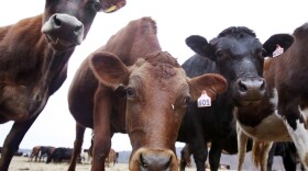 In this Feb. 2, 2012 photo, cows stand in a field at a dairy farm in Westville, N.Y. 