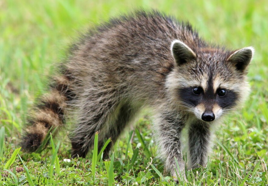 raccoon