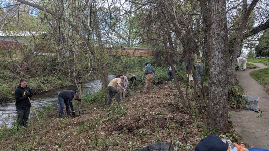 A group of volunteers works along a wooded creek bank, pulling plants and clearing debris near a stream.