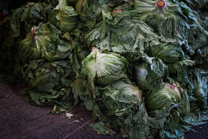 Hundreds of heads of wilting lettuce wait to go to the dumpster. The Itacate program is trying to get vendors to donate food like this before it goes bad.