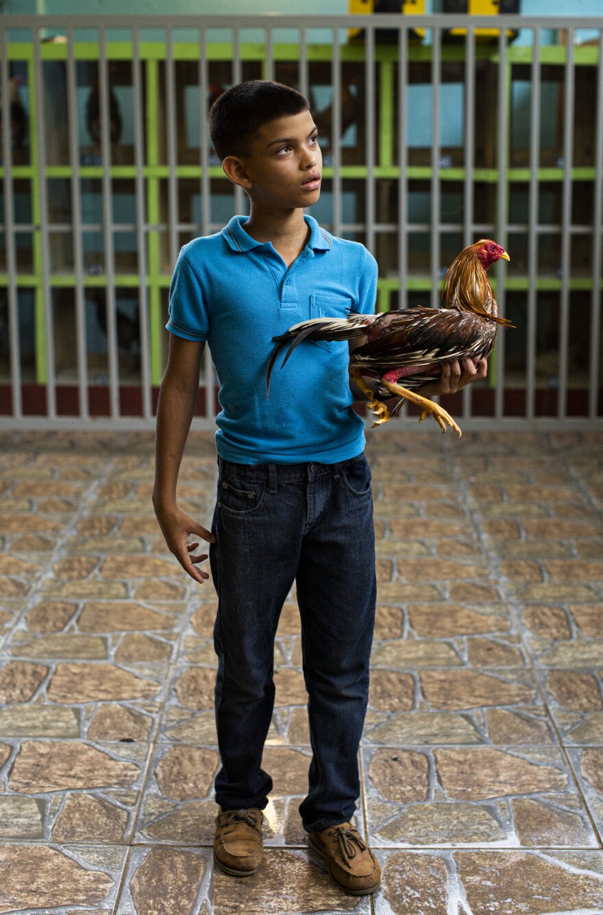 At the Gallera Borinquén, José Yadiel Torres, 10, likes to ask the owners of defeated roosters whether he can take them home to heal them, and get them ready to fight again.