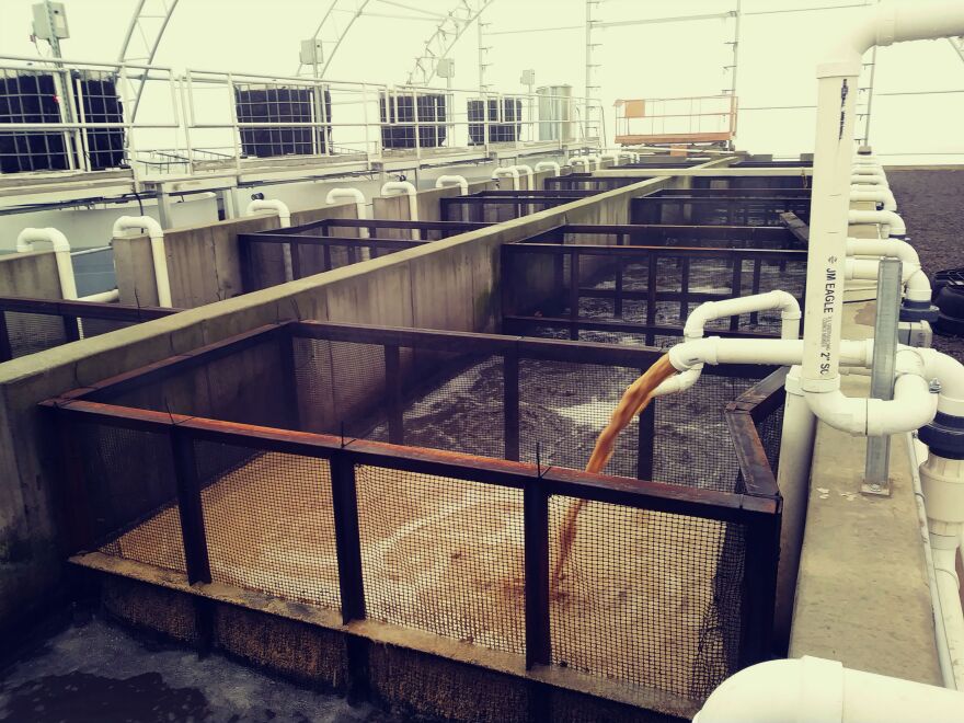 Stillage from a distillery being processed through an indoor aquaculture  system.