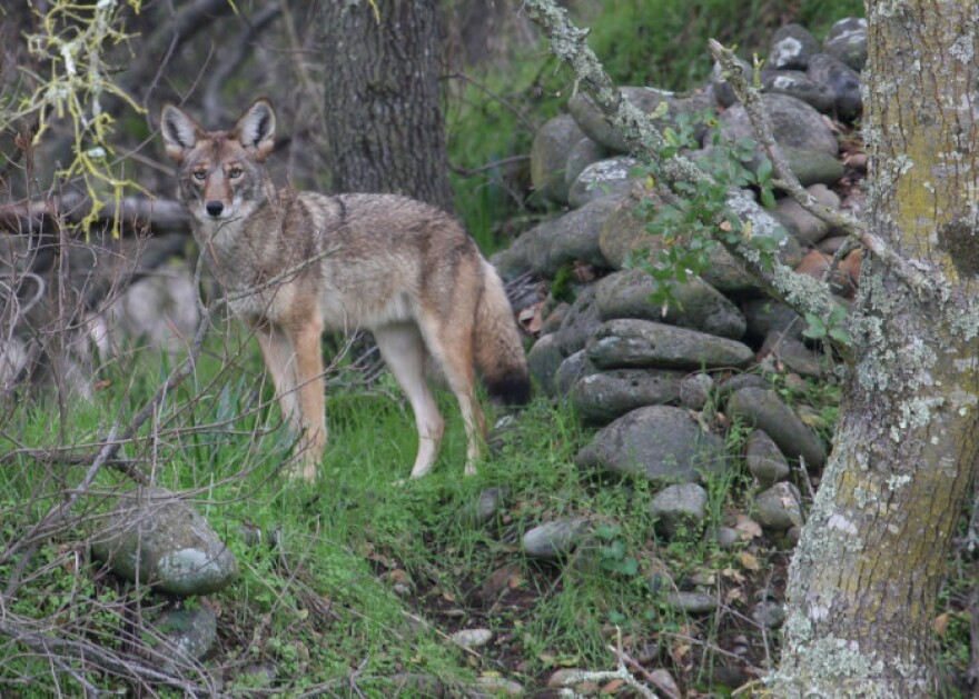 Coyote in a field