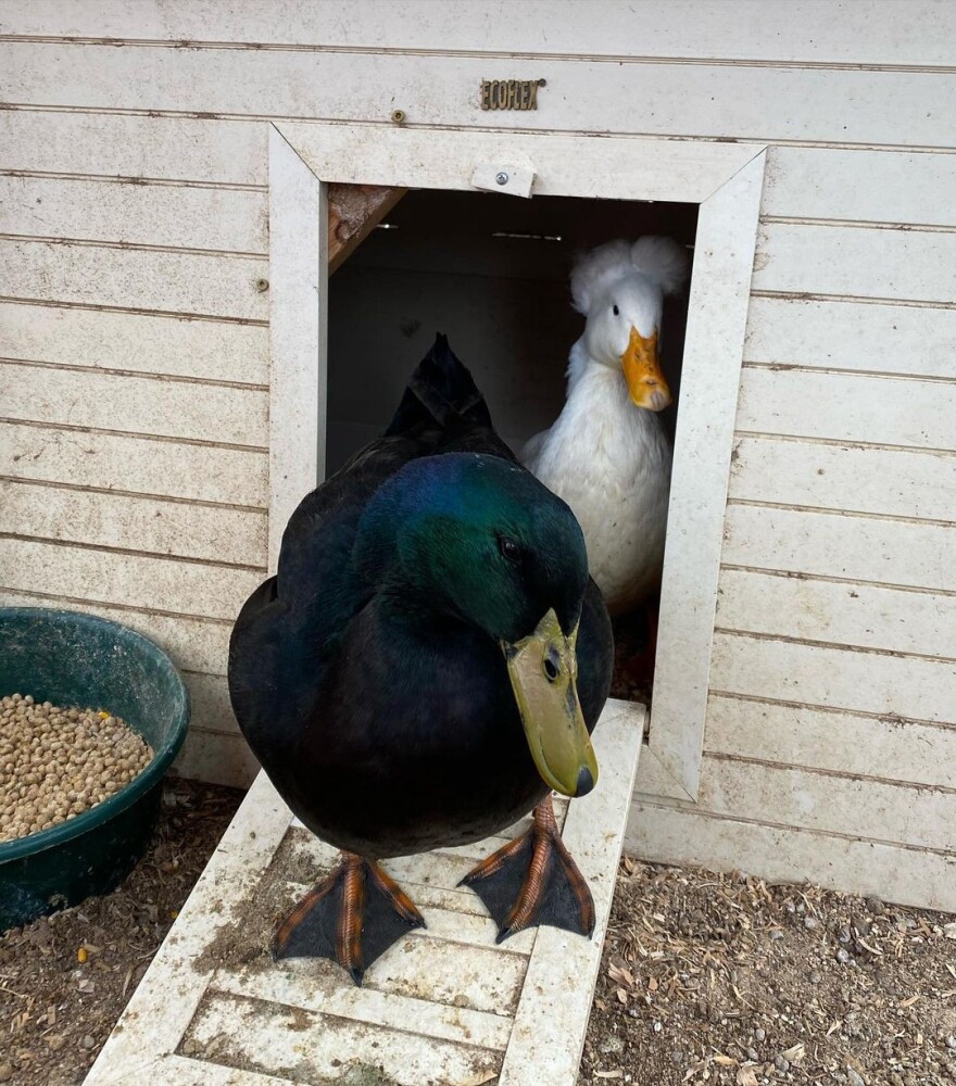 The Ducks At Funky Chicken Rescue