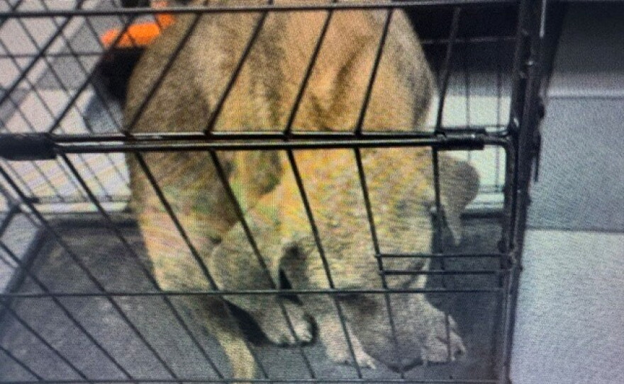 Two adult dogs were transported from Powell County to Lexington.