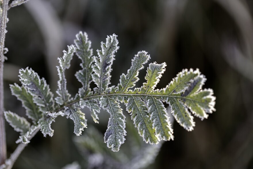 Frost covers a leaf in Aitkin County. The leaf is still green, and the edges are rimmed in a thin layer of white frost. The rest of the image is not in focus.