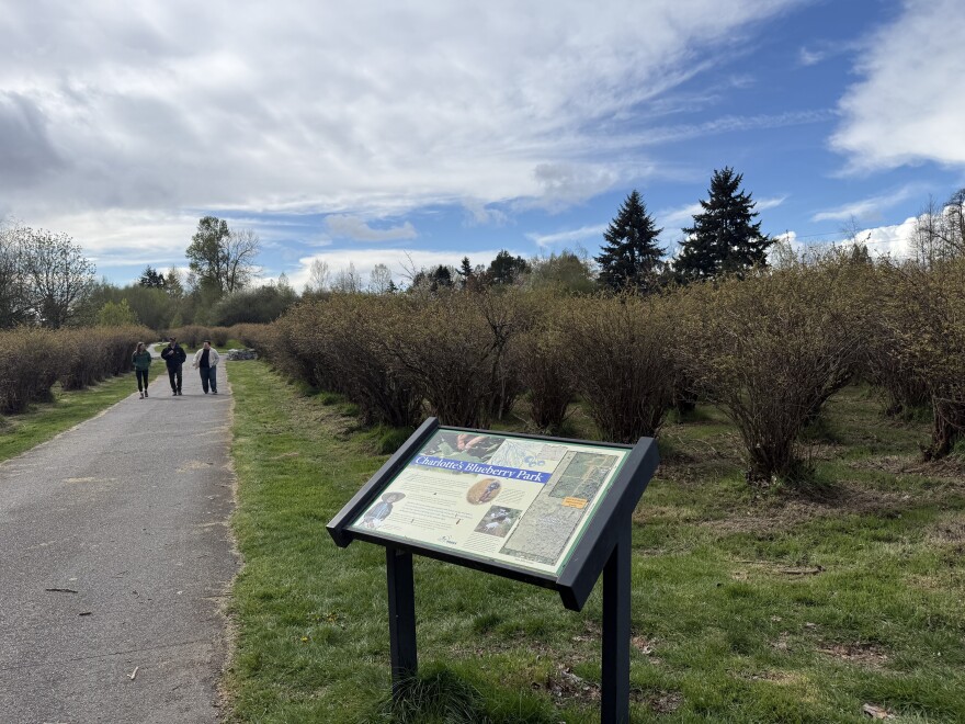 A view of a pathway with three people in the distance walking between the 10-foot-high blueberry bushes at Charlotte's Blueberry Park in Tacoma. A sign about the park is in the foreground. 