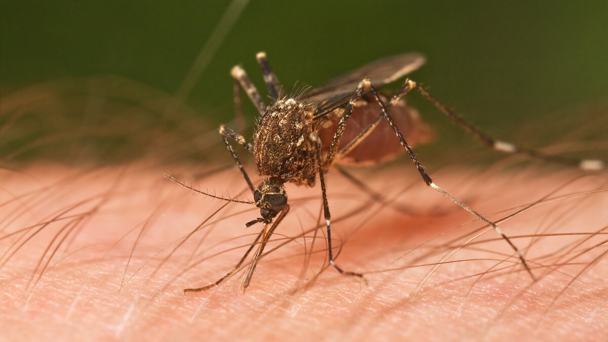 Delaware's first West Nile Virus detection of 2026 found in Kent County sentinel chicken