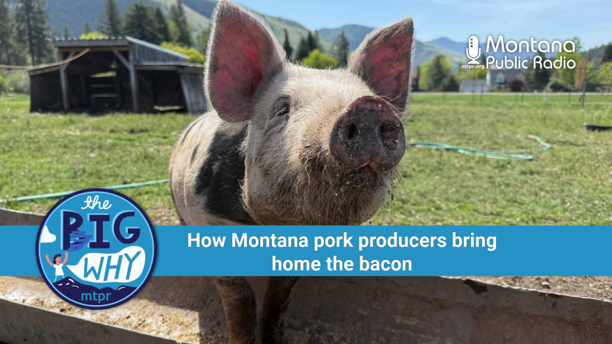 The Pig Why: How Montana pork producers bring home the bacon