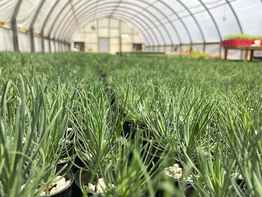 This May 18, 2022 image shows tiny ponderosa pine seedlings at a greenhouse in Santa Fe, N.M. Tens of thousands of the seedlings and an invaluable seed bank recently were evacuated from New Mexico State University's Forestry Research Center in the mountain community of Mora as the largest wildfire burning in the U.S. approached the facility. (AP Photo/Susan Montoya Bryan)