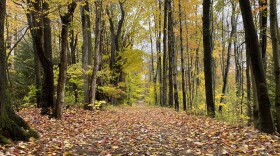 A wooded area near the border between Elk and Cameron Counties.