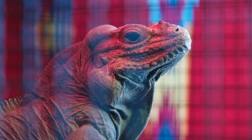 AZ ILL rhymes reptiles segment thumb
