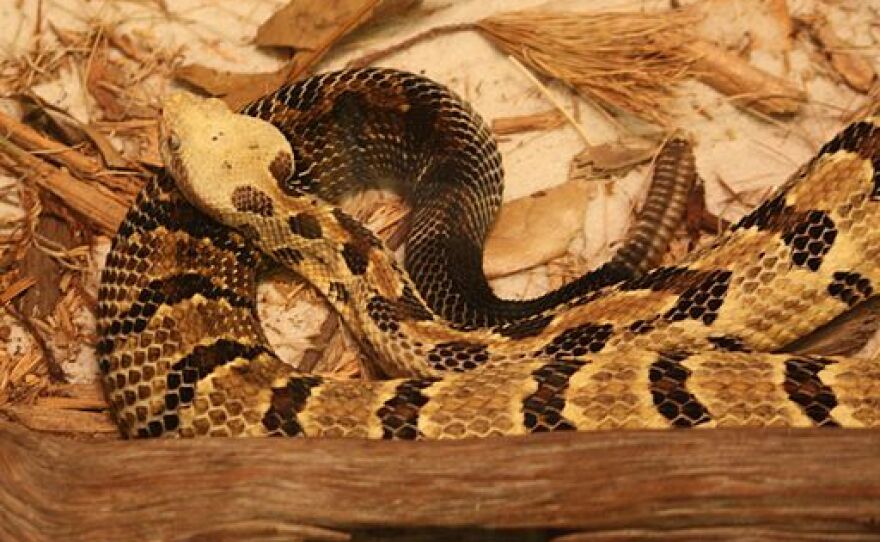 A Canebrake Rattlesnake.