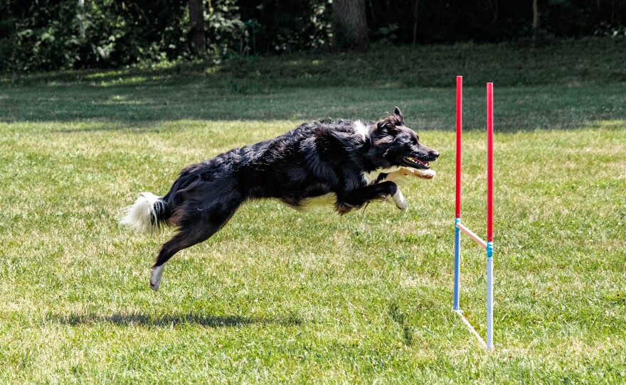 Evelyn also competes with the family dog, Daisy, in dog agility.