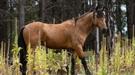 Oregon health officials are taking precautions after outbreaks at events in Oklahoma and Texas of a more serious strain of Equine Herpes called Equine Herpes Myeloencephalopathy, or EHM. Seven Oregon exhibitors were out those events but have shown no signs of infection.