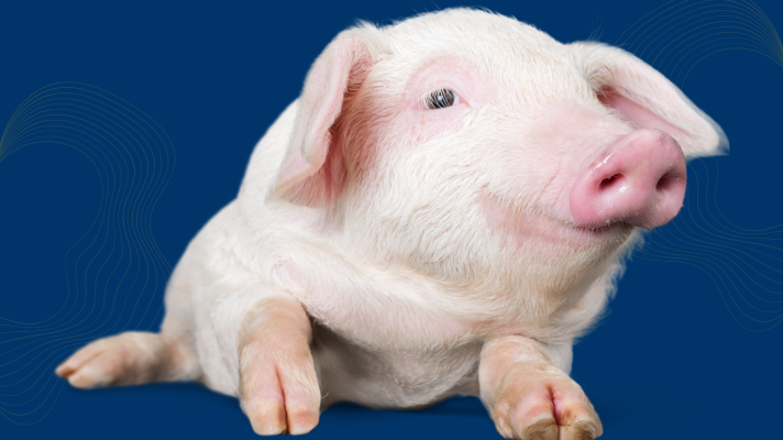 Cover art for The KLCC Conundrum - "Pig Latin"