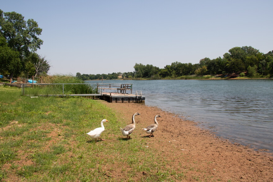 Three geese walk across the shore at Cedar Lake in front of a beached dock.
