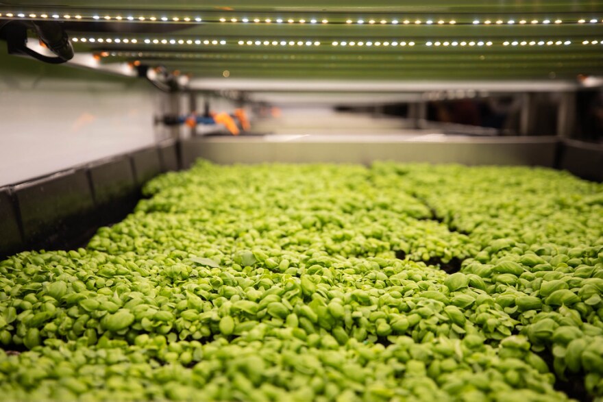 A bay of young crops sits in a device that monitors and maintains optimum water and lighting at Iron Ox’s new farming facility. Iron Ox utilizes artificial intelligence and robotics to assist with growing crops. 