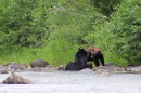 two black bears play along the banks of a river surrounded by green trees