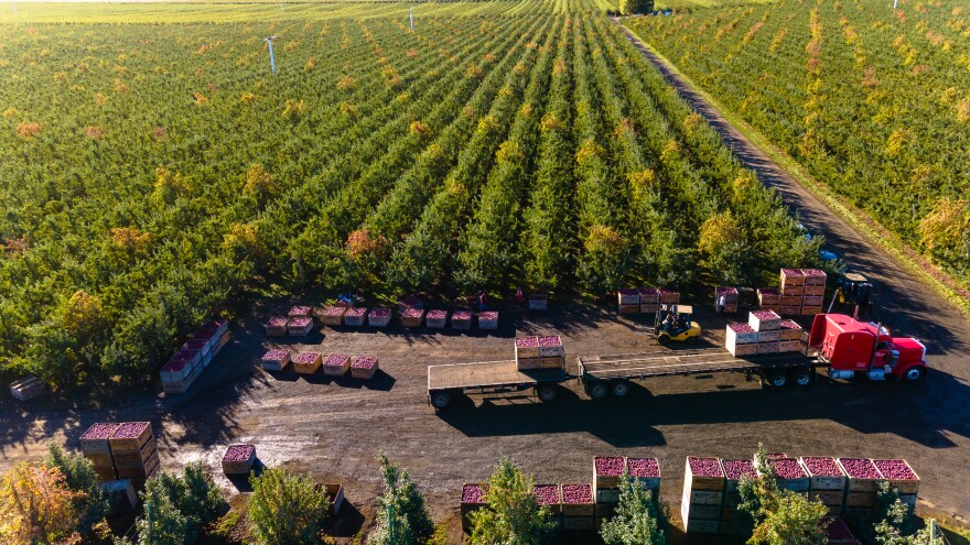 Truck waiting to be loaded with Northwest Red Delicious apples to be taken to the warehouse.