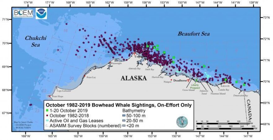 A chart from Megan Ferguson's research shows how bowhead spottings during surveys this October (the green squares) were farther offshore than most of the other bowhead spottings from October surveys dating back to 1982 (the purple circles).